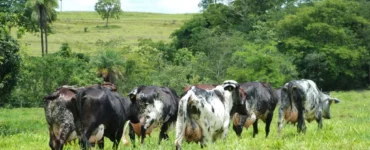 Bovinos leiteiros em uma pastagem