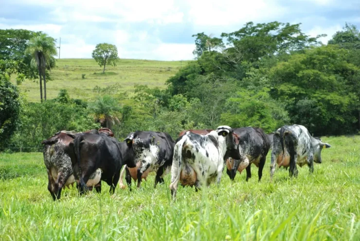 Bovinos leiteiros em uma pastagem