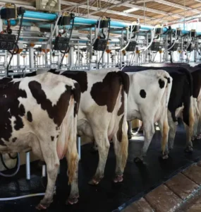 Vacas leiteiras em uma sala de ordenha