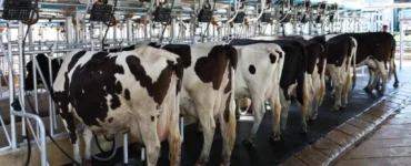 Vacas leiteiras em uma sala de ordenha
