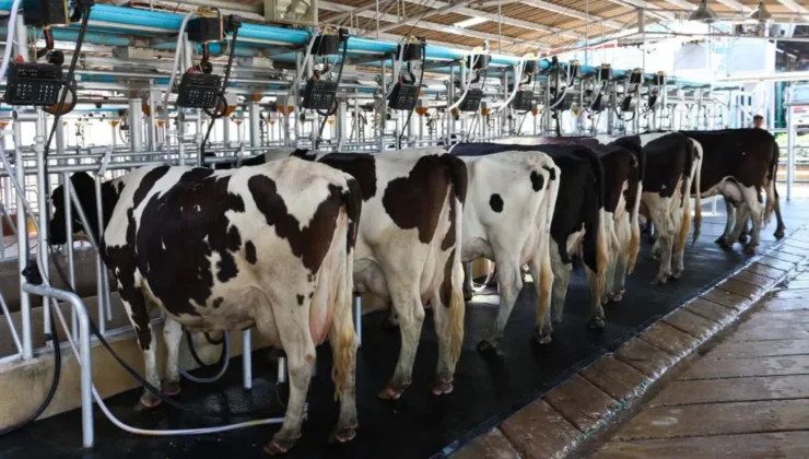 Vacas leiteiras em uma sala de ordenha