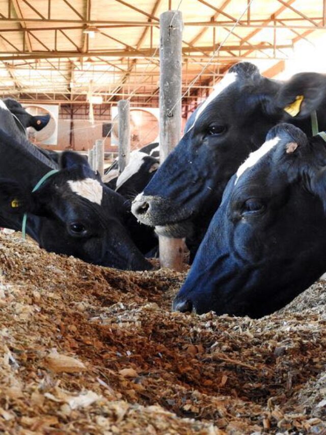 Qual a influência da nutrição na reprodução de bovinos leiteiros?