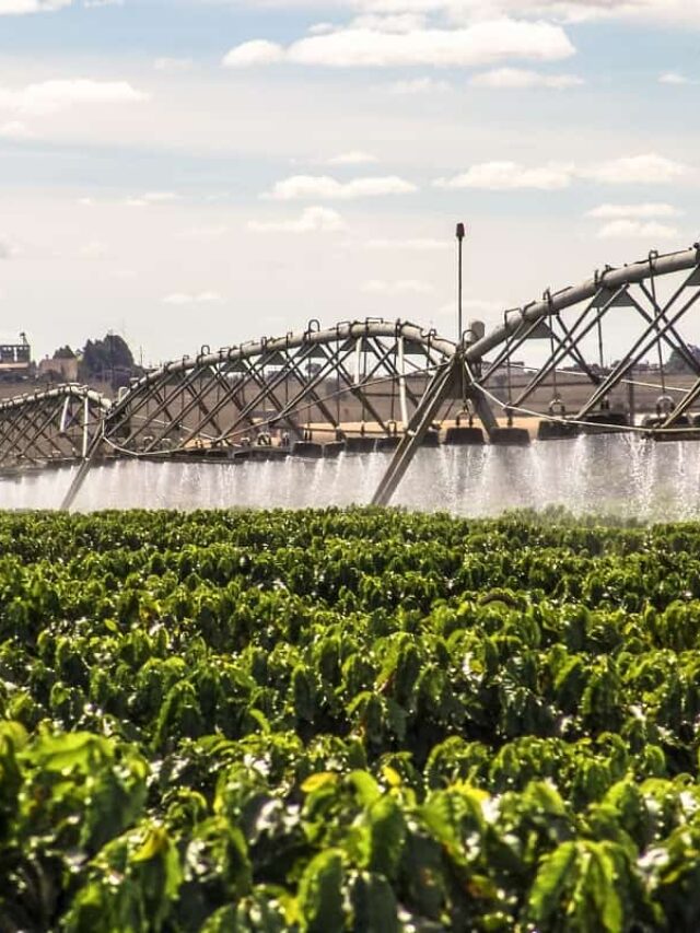 Irrigação do cafeeiro: como garantir mais produtividade?