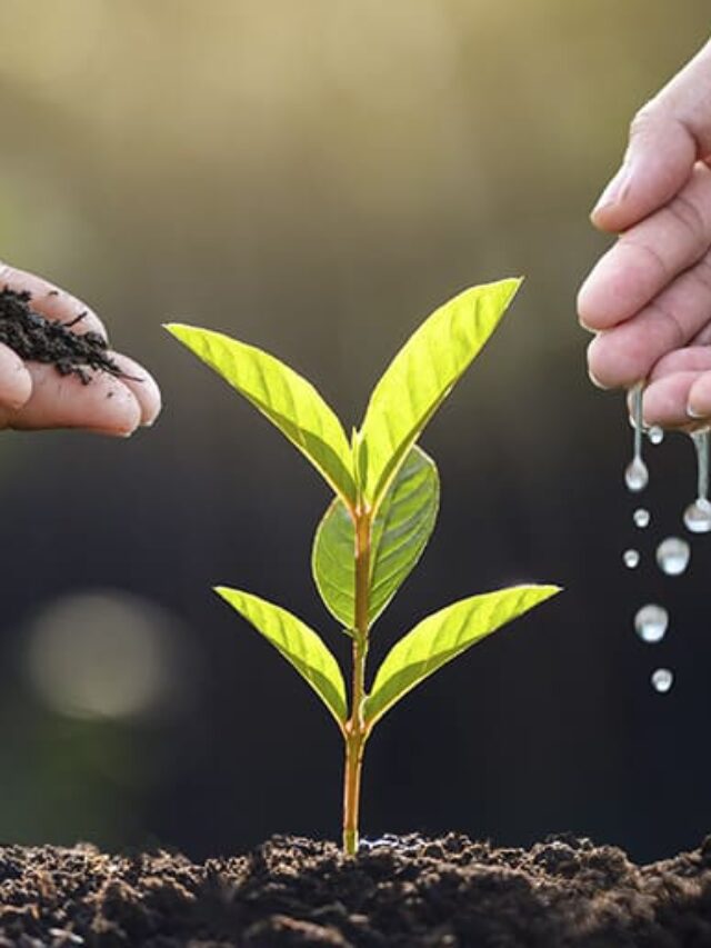 Como as mudanças climáticas afetam a agricultura?