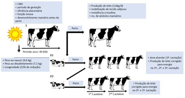 Ilustraçã dos efeitos do estresse térmico no pré-parto na produtividade das vacas, suas filhas e netas