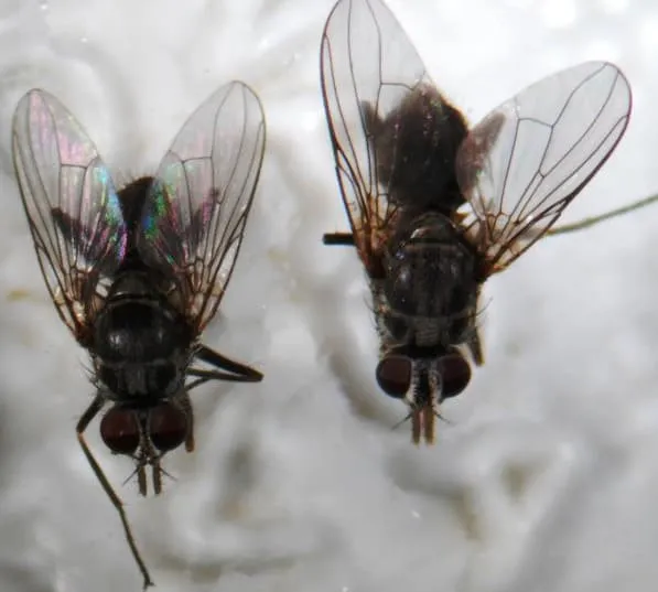 Mosca Haematobia irritans