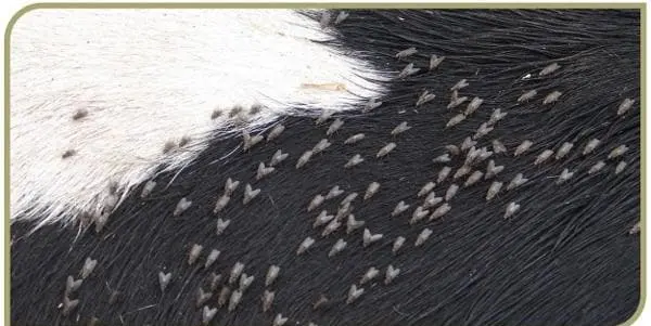 Parasitas adultos de Haematobia irritans em um bovino