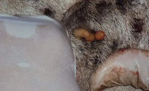 Parasitas do tipo Cochliomyia hominivorax