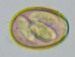 Oocisto de Eimeria bovis na forma infectante