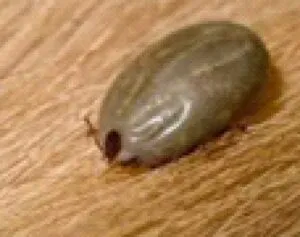 Carrapato bovino Rhipicephalus microplus