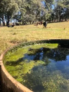 Bebedouro com água suja