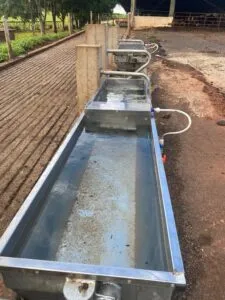 Bebedouro para bovinos leiteiros