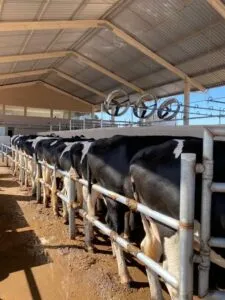 Animais no centro de manejo