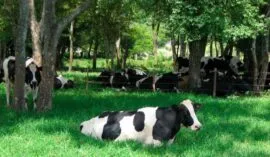 Animais descansando em uma área de sombreamento natural