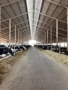 Galpão em fazenda leiteira com sistema compost barn