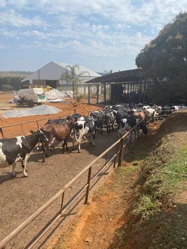 Vacas leiteiras sendo conduzidas para ordenha