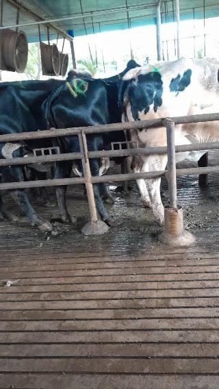 Vacas leiteiras contidas para monitoramento da saúde