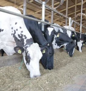 Vacas leiteiras se alimentando com silagem