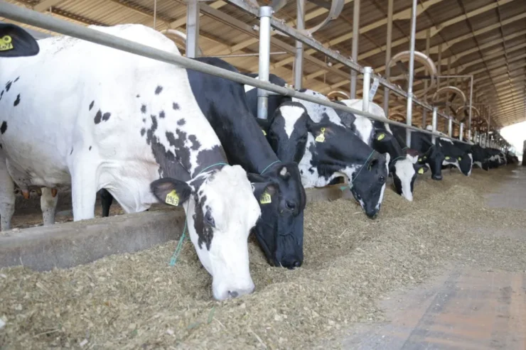 Vacas leiteiras se alimentando com silagem