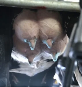 Tetos de vaca com aplicação de pré-dipping
