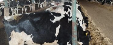 Vacas recebendo aspersão