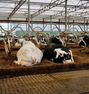 Vacas leiteiras em sistema free stall