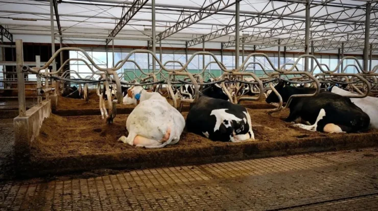 Vacas leiteiras em sistema free stall