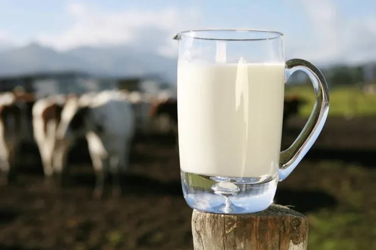 Jarra de leite em primeiro plano com bovinos leiteiros ao fundo
