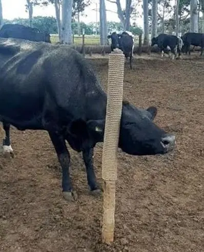 Vaca utilizando coçador