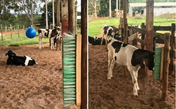 Objetos interativos instalados em ambiente comum de bezerras leiteiras