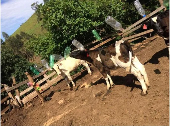 Varal confeccionado de garrafas pet como prática de enriquecimento ambiental