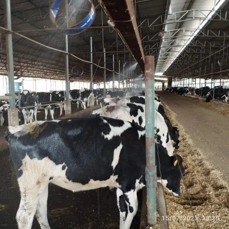 Animais recebendo aspersão na linha de cocho