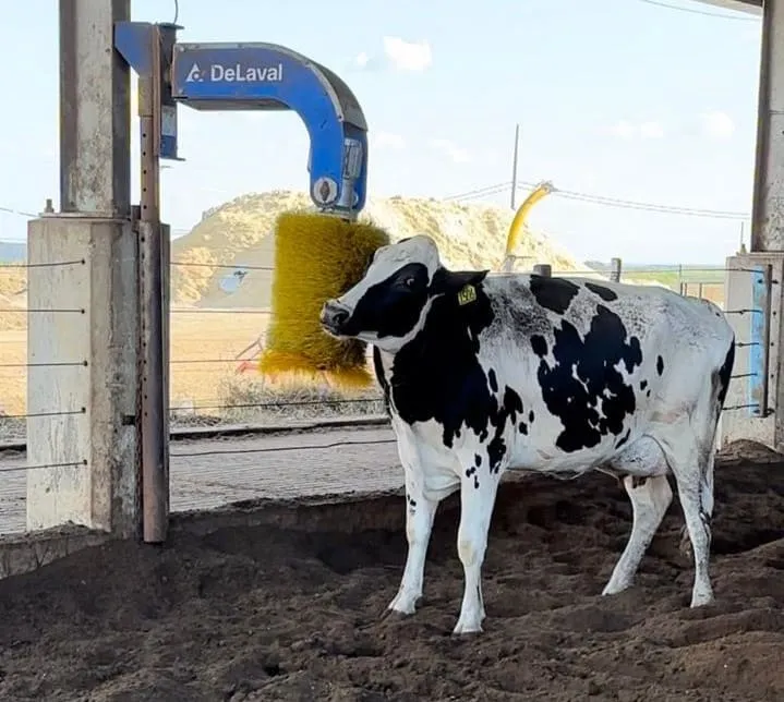 Vaca utilizando escova automática