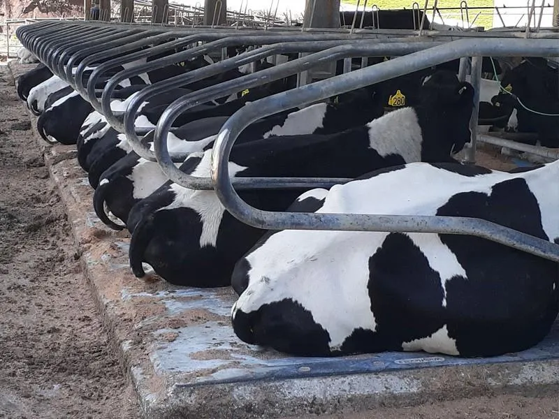 Vacas em cama com material de borracha.