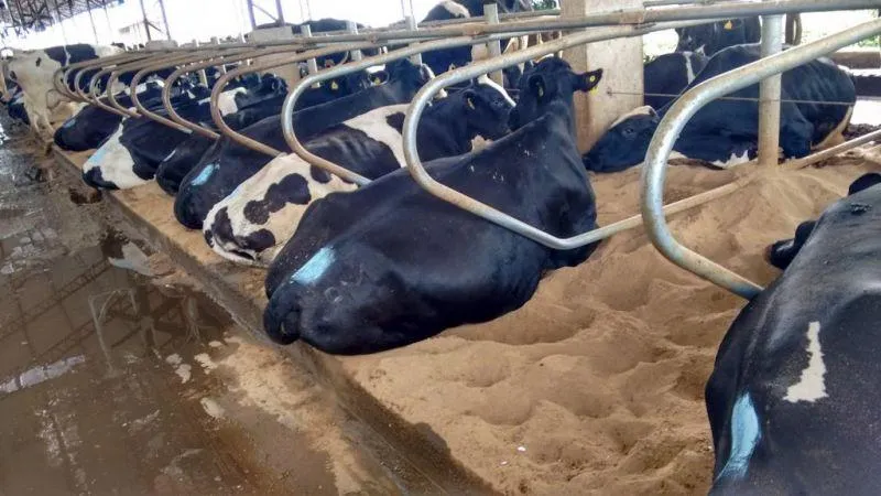 Vacas em cama com areia.