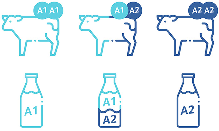 Relação do genótipo do animal e do tipo de leite produzido.