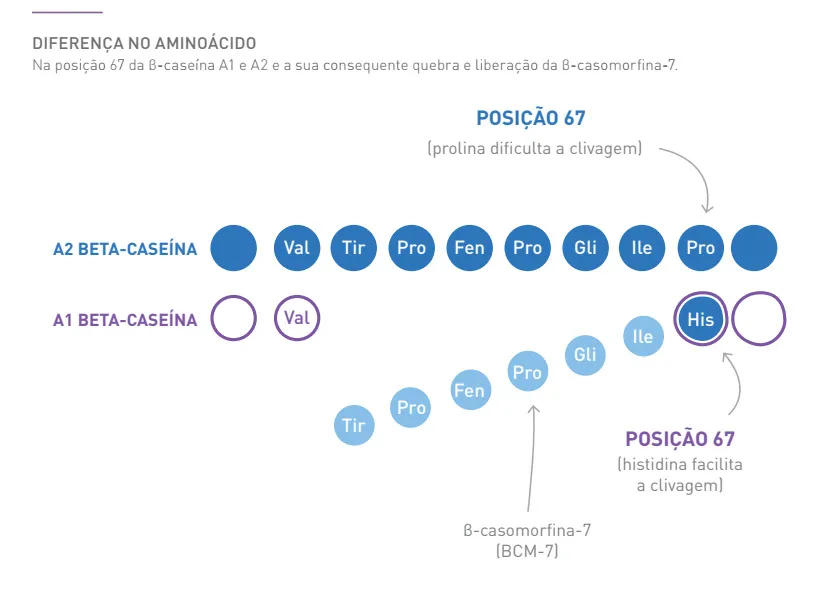 Esquema demonstrando a diferença na posição do aminoácido do leite a1 e a2