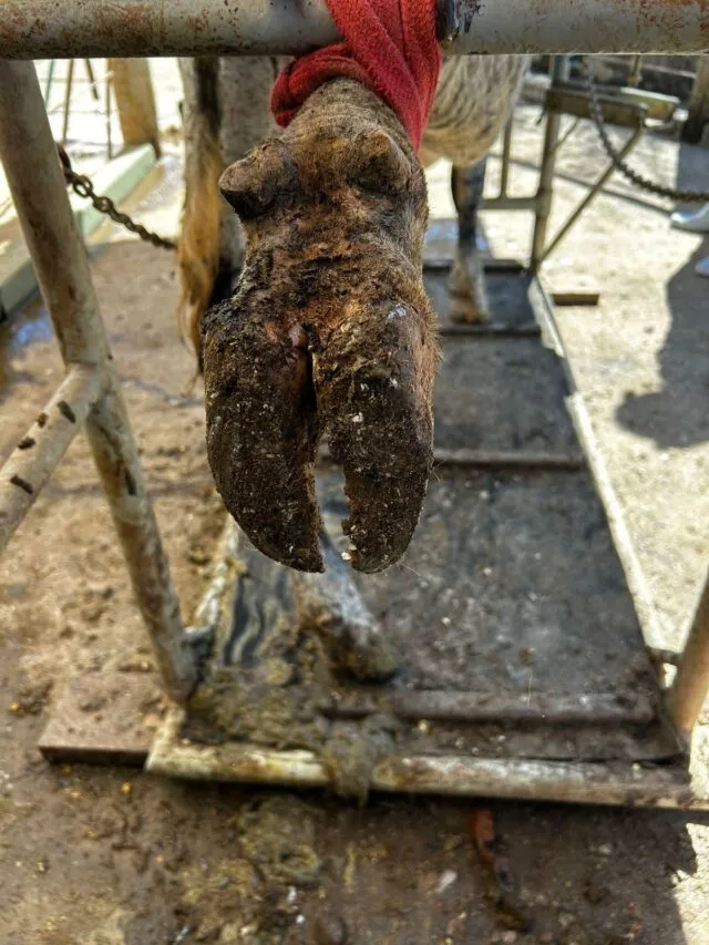 Acúmulo de sujidades no casco devido ao ambiente
