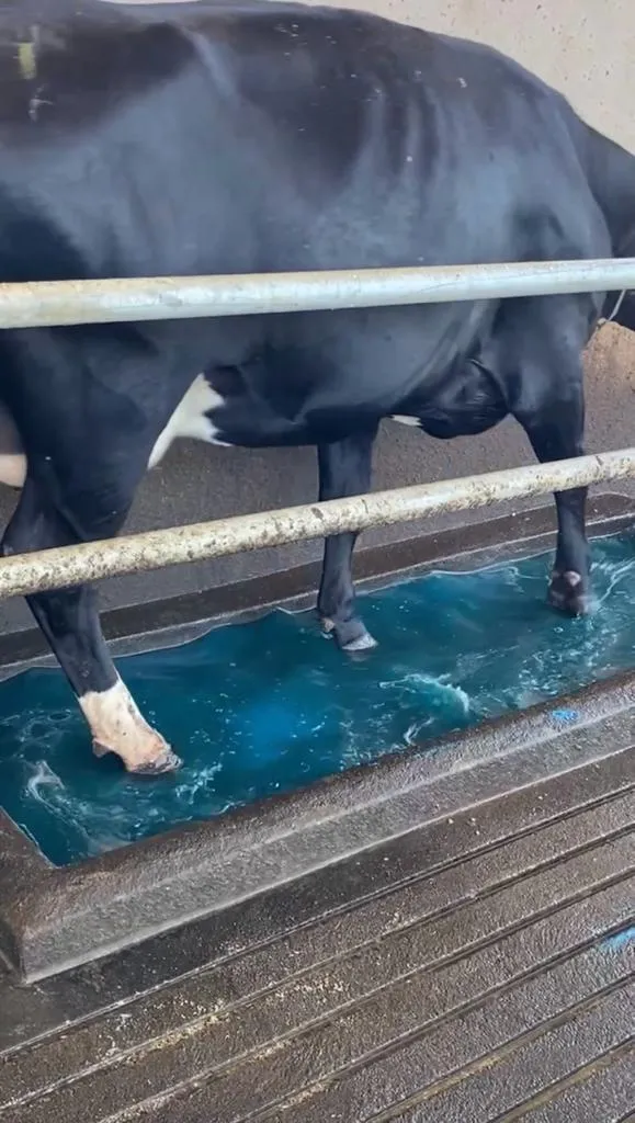 Vaca no pedilúvio de passagem