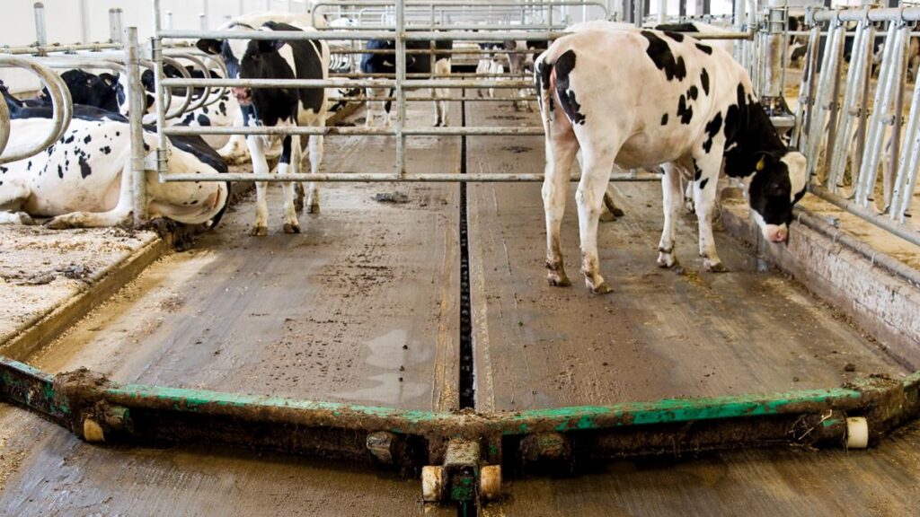 Limpeza no casco de vacas sendo realizada por meio de raspadores automáticos.