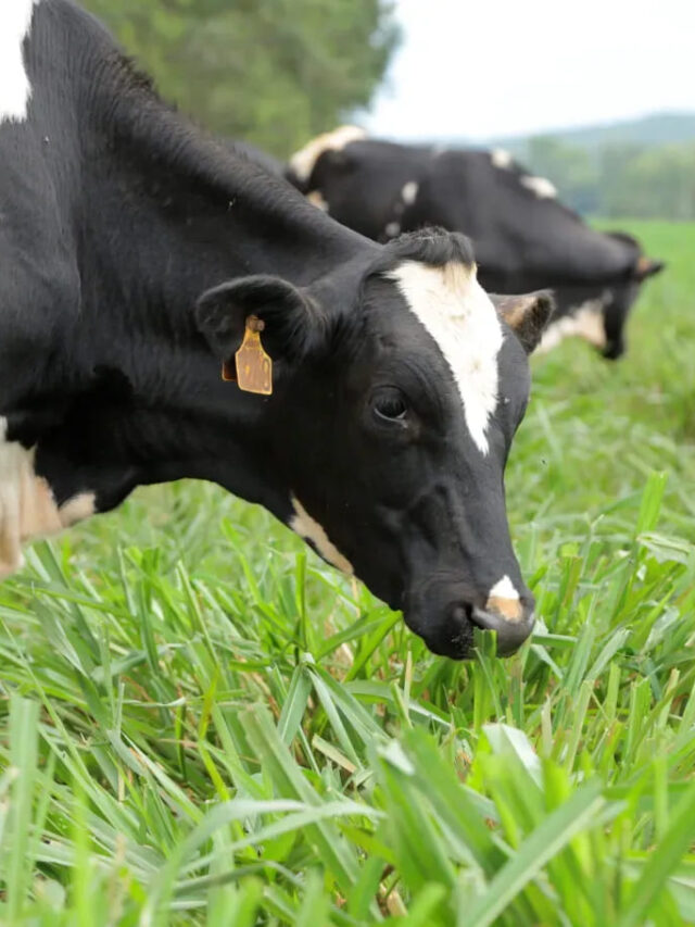 Manejo de pastagens na pecuária leiteira: conheça os tipos