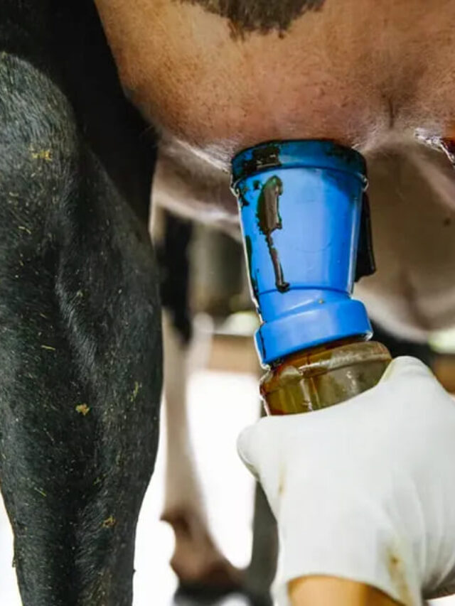 Vaca com mastite? Saiba como tratar