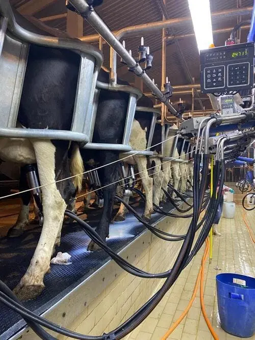 Vacas durante a ordenha