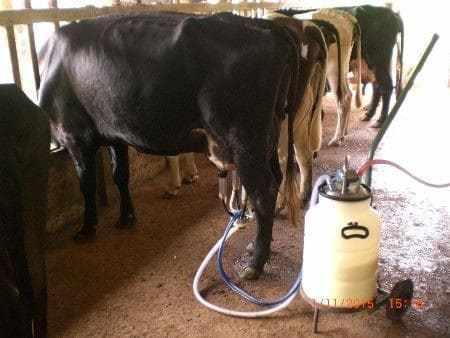 Vacas no sistema de ordenha mecânica do tipo balde ao pé