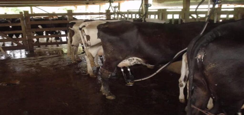 Vacas no sistema de ordenha mecânica em linha alta.