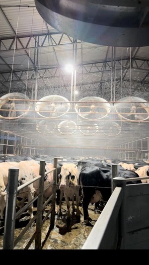 Vacas na sala de espera antes da ordenha sendo resfriadas