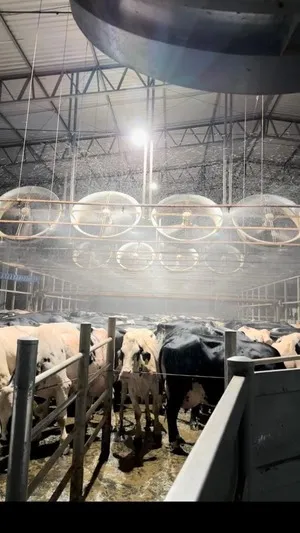 Vacas na sala de espera antes da ordenha sendo resfriadas