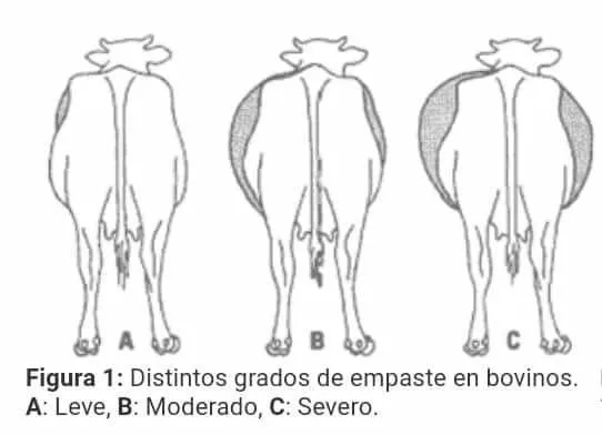Ilustração dos graus do timpanismo
