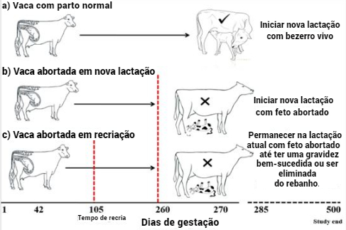 Diagrama com dois tipos de aborto em vacas leiteiras