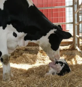 Vaca leiteira com bezerro recém-nascido